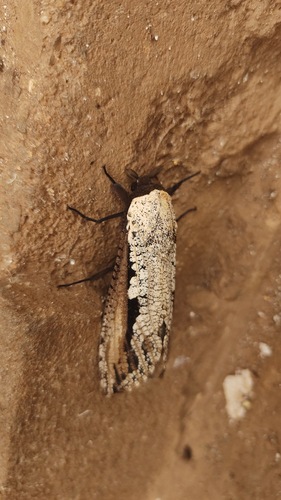 Morpheis xylotribus