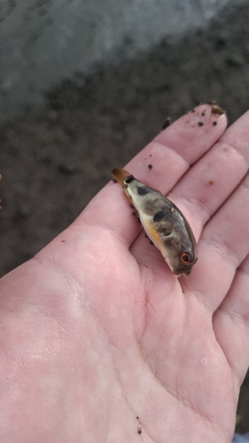 Banded toadfish (Marilyna pleurosticta) — Tetraodontidae