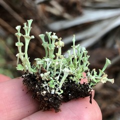 Cladonia rappii