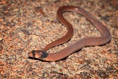 Pygopus nigriceps