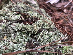 Cladonia rappii