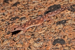 Rhynchoedura ornata