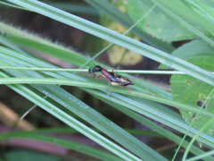 Cranistus colliurides