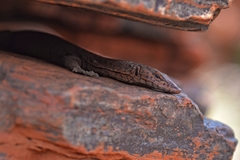 Varanus hamersleyensis