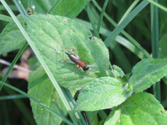 Cranistus colliurides