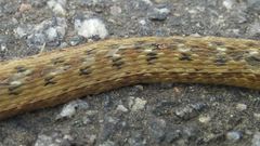 Dryophylax hypoconia