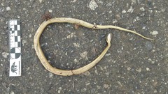 Dryophylax hypoconia