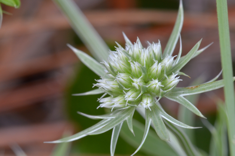 Eryngium aromaticum