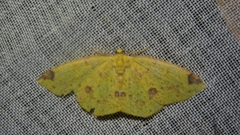 Periclina