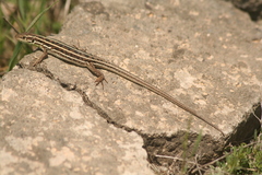 Caspian Green Lizard photo 5