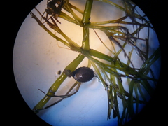 Ceratophyllum submersum