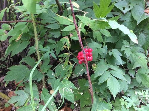 Red Baneberry (Actaea erythrocarpa)