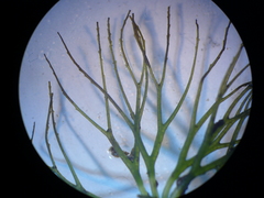 Ceratophyllum submersum