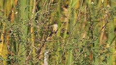 Empidonax albigularis