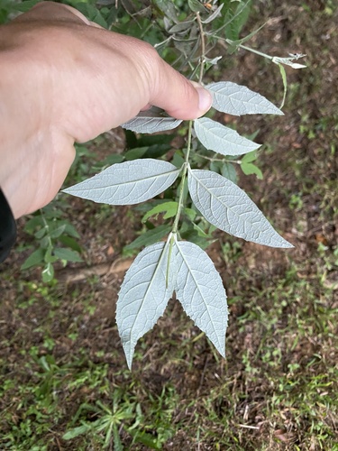 Buddleja auriculata, photograph 6