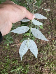 Buddleja auriculata, photograph (c) Sunčana Bradley, some rights reserved (CC BY)