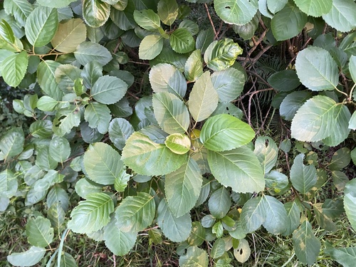 False Assegai (Maesa lanceolata)