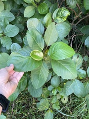 Maesa lanceolata, photograph (c) Sunčana Bradley, some rights reserved (CC BY)