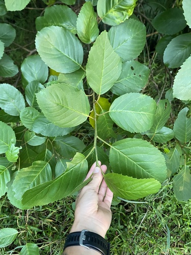 Maesa lanceolata, photograph 4