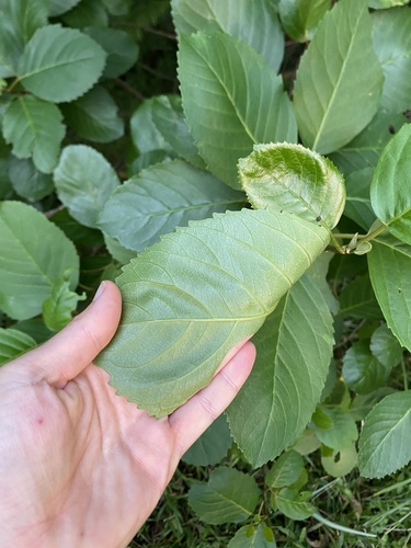 Maesa lanceolata, photograph 5