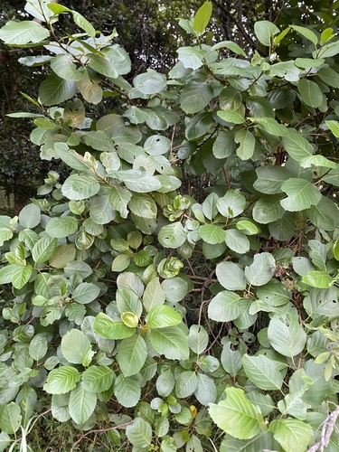 Maesa lanceolata, photograph 6