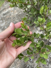 Mountain currant (Scolopia oreophila)