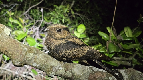 Bates's Nightjar