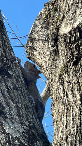 Eastern Gray Squirrel