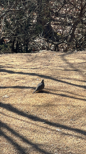 Mourning Dove