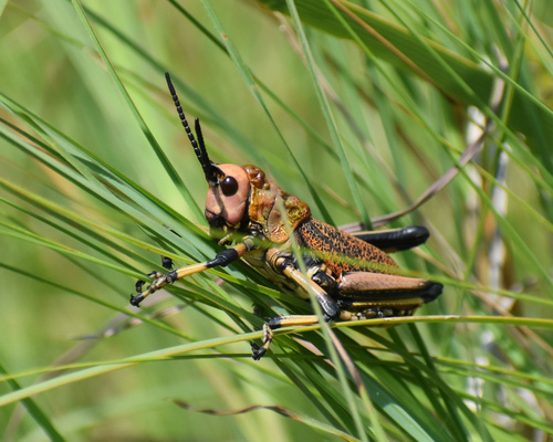 Koppie Foam Grasshopper