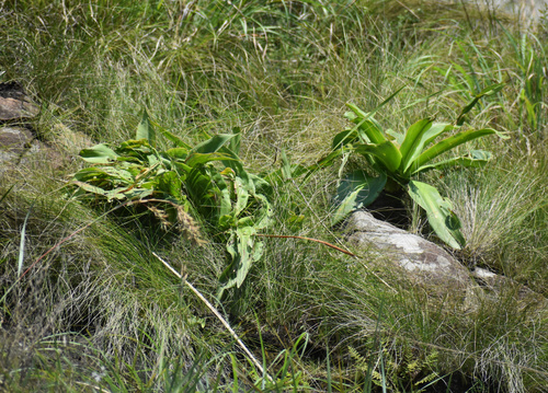 Blue Squill (Merwilla plumbea)