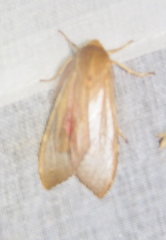 Pseudohemihyalea asignata