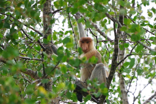 Proboscis Monkey
