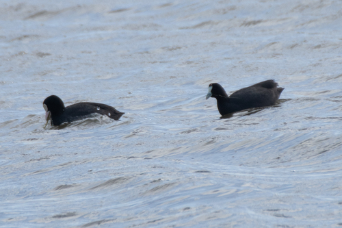 Focha moruna (Fulica cristata)