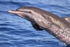 Pantropical Spotted Dolphin - Photo (c) Alexandre Roux, some rights reserved (CC BY-NC), uploaded by Alexandre Roux
