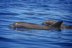 Peponocephala electra
