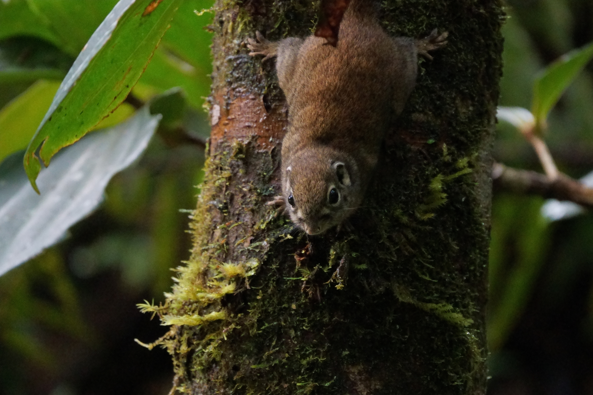 Jentink's Squirrel photo 7