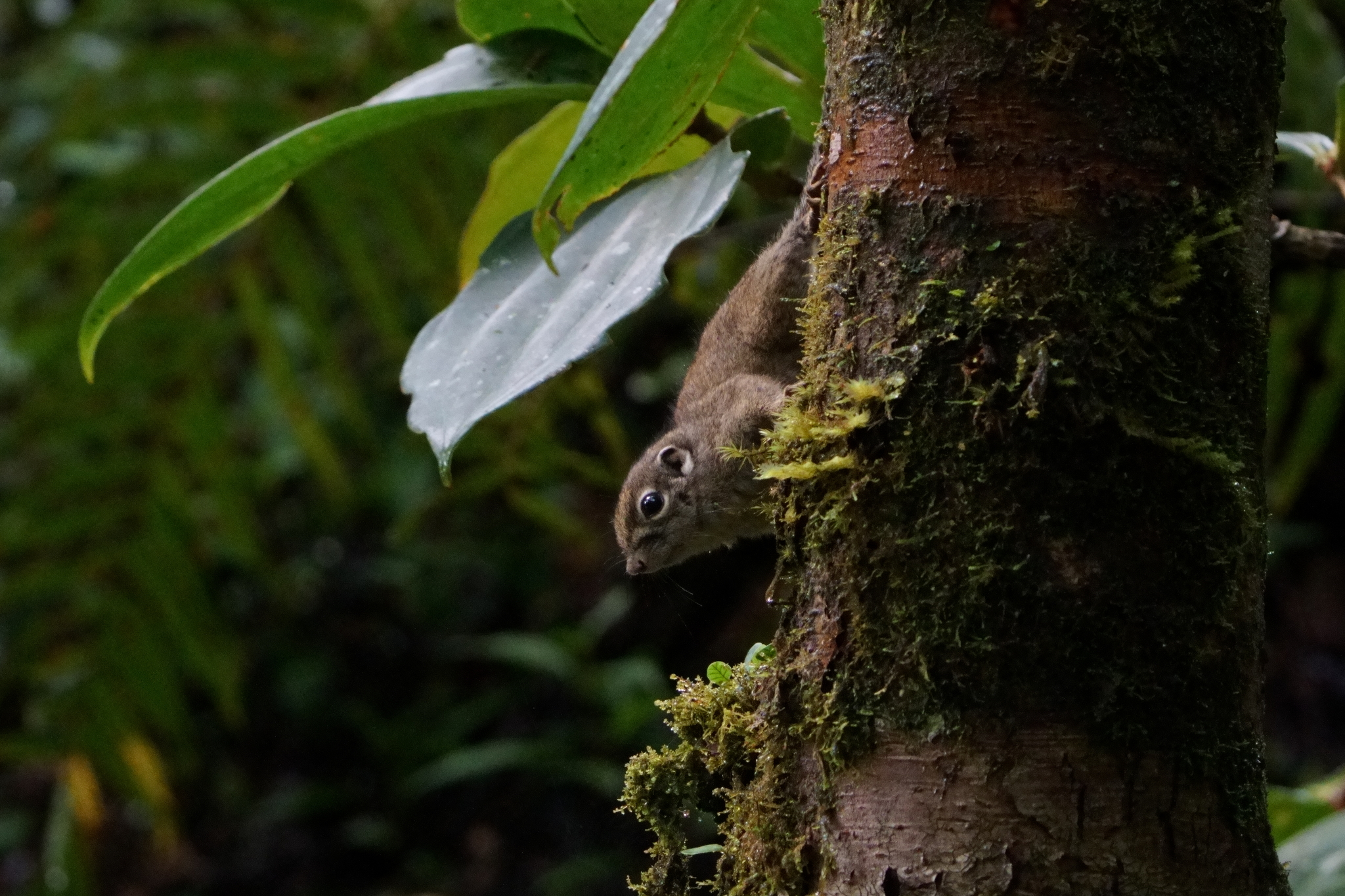 Jentink's Squirrel photo 6