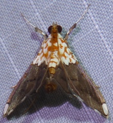 Agrotera