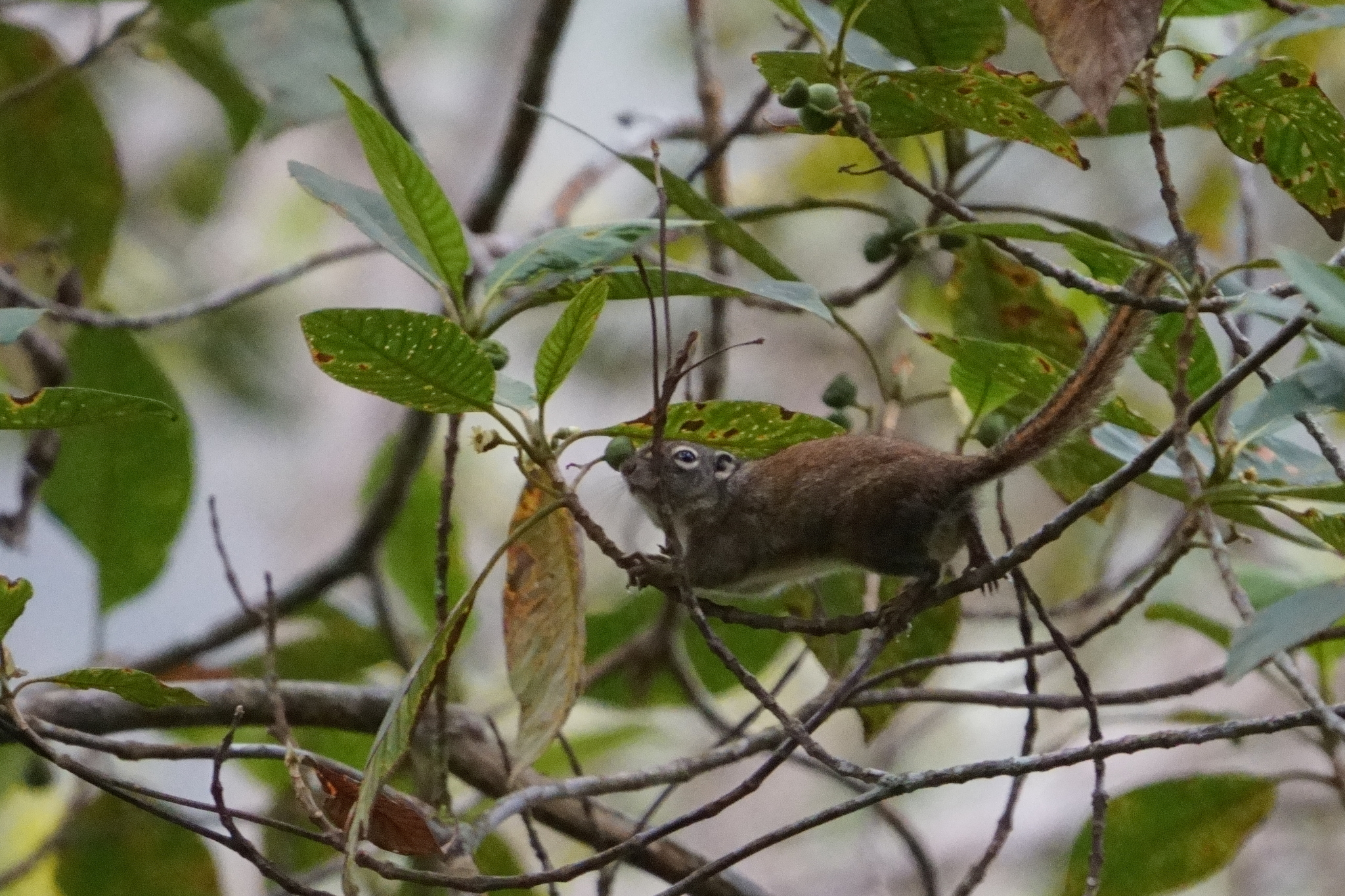 Jentink's Squirrel photo 8