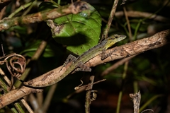 Anolis marmoratus