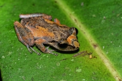 Martinique Robber Frog photo 2