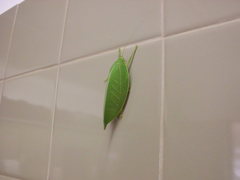 Zabalius ophthalmicus