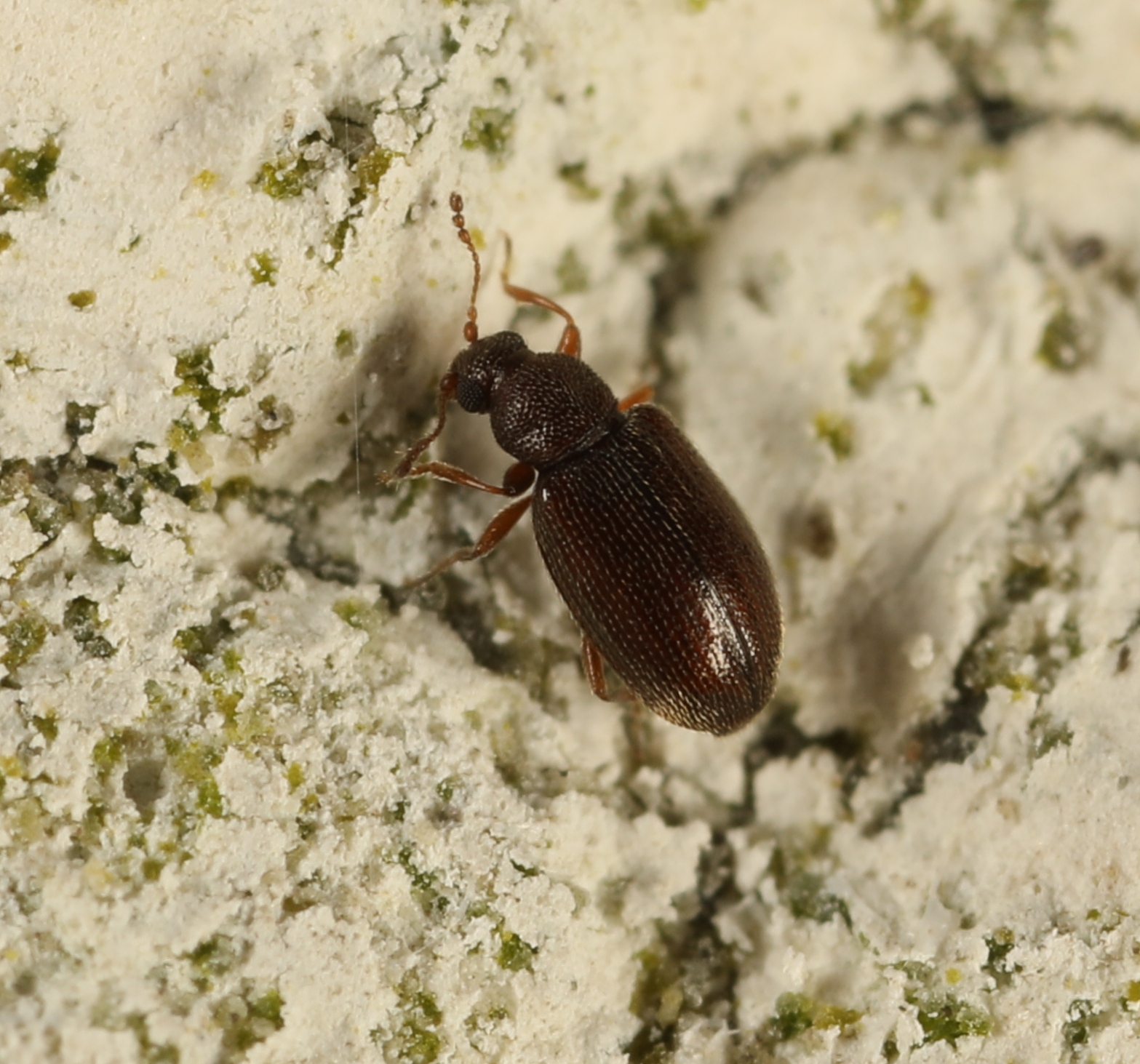 Cortinicara gibbosa