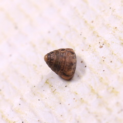 Kaliella