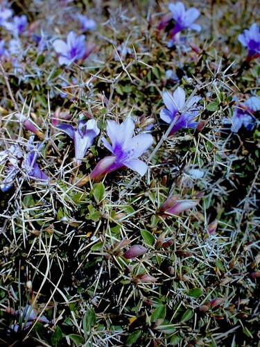 Barleria bispinosa