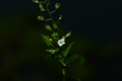 Veronica undulata