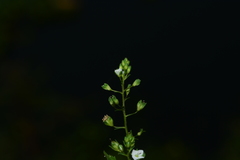 Veronica undulata