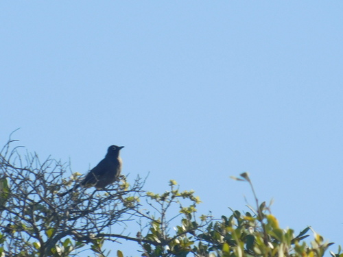 Cape Bulbul (Pycnonotus capensis), photo 9