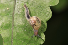 Helicarionidae